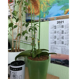 Опора для рослин LIGHTgreen, d.6 мм, h. 100 см 