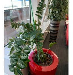 Опора для рослин LIGHTgreen, d.8 мм, h. 150 см 