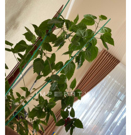 Опора для рослин LIGHTgreen, d.10 мм, h. 120 см 