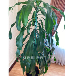 Опора для рослин LIGHTgreen, d.12 мм, h. 150 см 