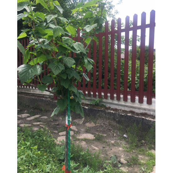 Композитная опора для помидоров, винограда и вьющихся растений LIGHTgreen, d.12 мм, h. 150 см композитная Композитная опора для помидоров, винограда и вьющихся растений LIGHTgreen, d.12 мм, h. 150 см композитная